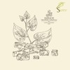 SVATV Giloy Powder | Guduchi | Tinospora cordifolia Stem Powder
