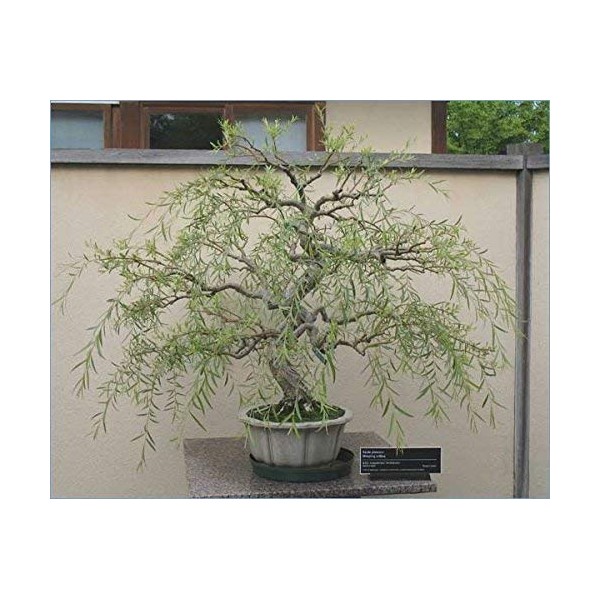Bonsai Tree Dragon Willow - Thick Trunk Cutting - Indoor/Outdoor Live Bonsai Tree - Old Mature Look Fast - Ships from Iowa, USA