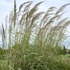 Outsidepride Erianthus Ravennae Plume Grass Seed - 500 Pcs Perennnial