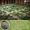40 Natural Mango Leaf Tea Bags, 100% Pure from Mango