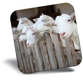 Destination Vinyl ltd Fridge Magnet - Cute White Goats Goat for Office, Cabinet and Whiteboard, Magnetic Stickers, 44815
