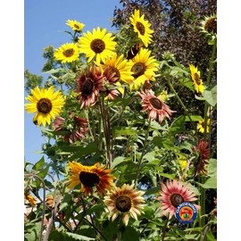 The Gardening World 150 Autumn Beauty SUNFLOWER Seeds Helianthus annuus - Deer Resistant