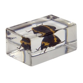 Celestron 3D Bug Specimen Kit #2