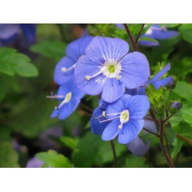 50 Seeds Creeping Blue Speedwell / Veronica Repens Flower edlcy (Seeds)