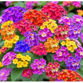 50+Mix Lantana Seeds for Planting -Perennial Seeds Garden Plants Outdoors Home Summer Flower Seeds