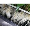 Clone King THE CLONE KING 36 SITE AEROPONIC PLANT CLONING