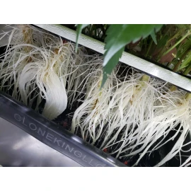 Clone King THE CLONE KING 36 SITE AEROPONIC PLANT CLONING MACHINE CLONER CLONING VERY EASY!