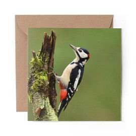 1 x Greeting Card Great Spotted Woodpecker Bird - Blank Birthday Celebration Anniversary #45206