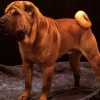 Pet Prints Cute Shar Pei Puppy Dog Theme - Blank