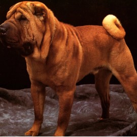 Pet Prints Cute Shar Pei Puppy Dog Theme - Blank Inside - Greeting Card