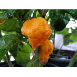 Scotch Brains Hot Pepper 10+ Seeds