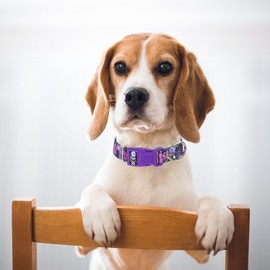 Puppy Collar, Cute Girl Purple Dog Collar with Boho Flowers Patterns, Adjustable Comfy Soft Durable Pet Cat Collar for XS Small Medium Large Extra Large Dogs(xs)
