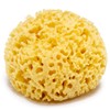 Natural Sponge Large 13 cm Premium Quality Grass Durable Large