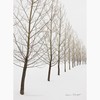 CafePress Trees Peace On Earth Greeting Card (20-pack), Note Card