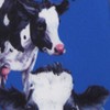 Herd of Cows Tie - Corbata para hombre