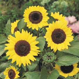 Hopi Black Dye Sunflower Seeds Helianthus Annuus Annual Edible Indoor Outdoor Attracts Pollinators Patio Garden 10Pcs Flower Seeds by YEGAOL Garden