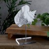 Elements Decorative White Resin Conch Shell Figurine on Stand, Modern