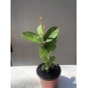 Guava Tree With Pot 10”Tropical Live Plant White Guava Fruit