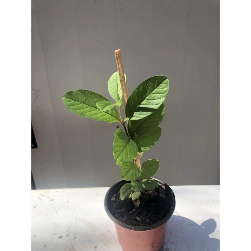 Guava Tree With Pot 10”Tropical Live Plant White Guava Fruit