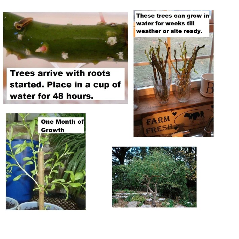 CZ Grain 2 Corkscrew Willow Trees - Live Tree Cuttings