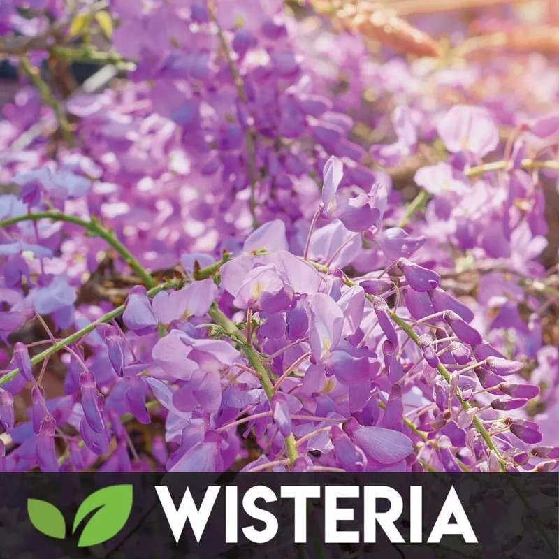 CZ Grain 5 Type Bonsai Tree Kit, Wisteria, Black Pine,