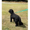 30ft Dog Training Lead 9 Metre Leash Horse Lunge Line