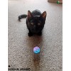 5-Piece Toy Balls with Bells – Hollow Cat Toys for