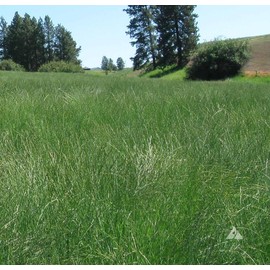 Outsidepride Western Native Grass Seed Mix - 1 lb. Perennial Blend of Warm & Cool Season, Drought Tolerant Grass Seed for Natural Landscaping w/Wildflower, Soil Health Improvement & Erosion Control