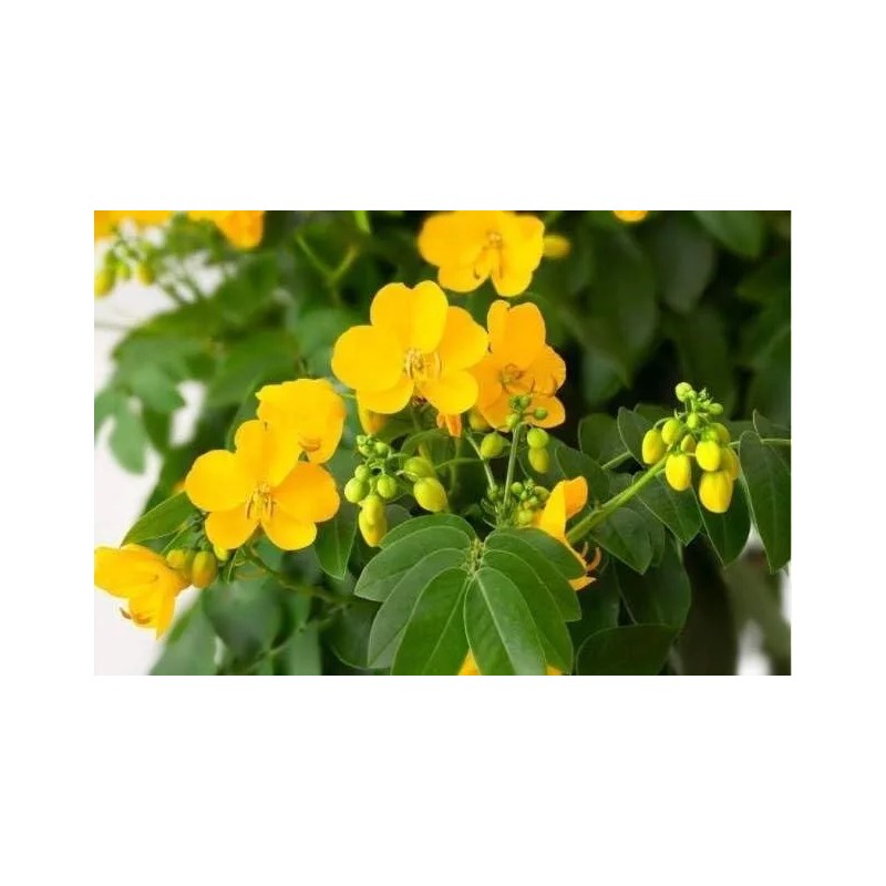 B-Experts Hoja de Sen Té (Senna Leaf Tea Natural) Net