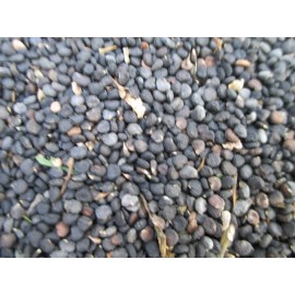 Jimson Weed Seed 1/2 Cup! Sacred Datura Trumpet Flower, Angel Trumpet, Moon Flower