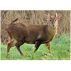 BushWear Muntjac Target Posters (4 pack) Targets (73978)