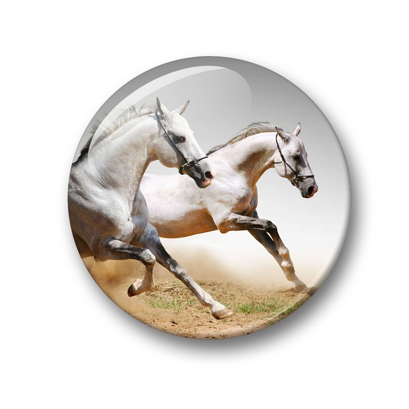 Merchandise for Fans Fridge Magnets for Horses Design Black Foal