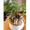 Wekiva Foliage Deer Foot Fern - Live Plant in a