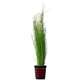 3 Potted Tall Hairgrass by AquaLeaf Aquatics - Easy Aquatic Live Plant