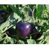 NIKA SEEDS - Vegetable Giant Cherry Tomato Blue - 20