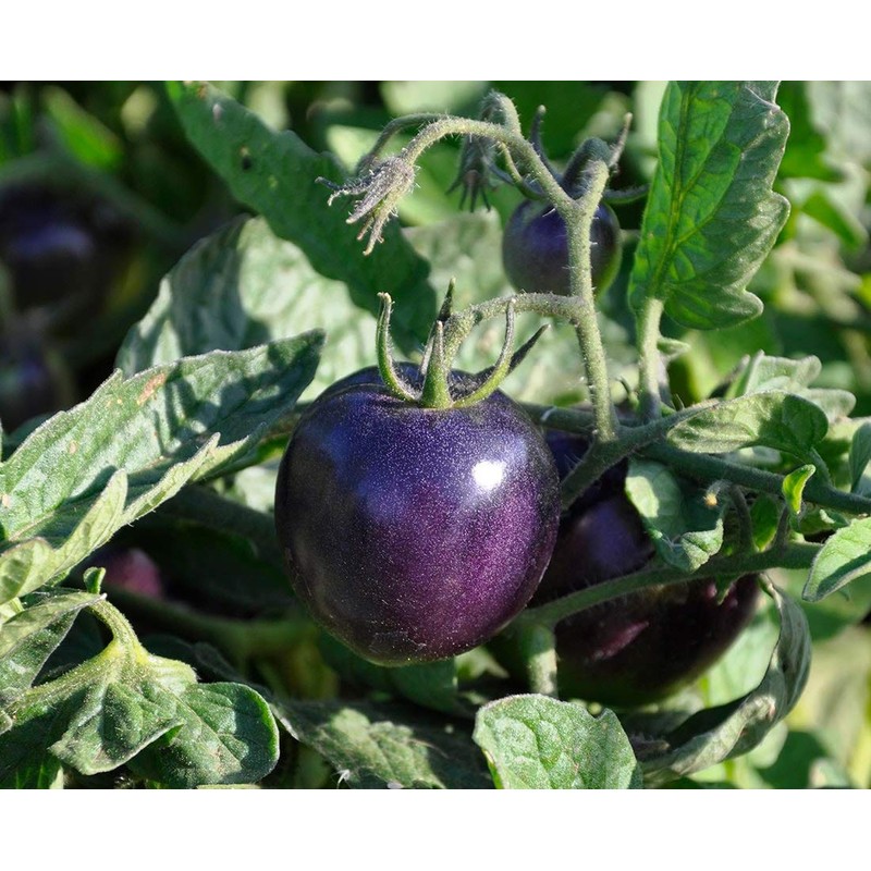 NIKA SEEDS - Vegetable Giant Cherry Tomato Blue - 20