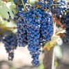 Ozark Mountain Plants 2 - FREDONIA Live Wine Grape Vine
