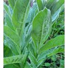 Generic 1000 Great Mullein Seeds (Verbascum Thapsus)