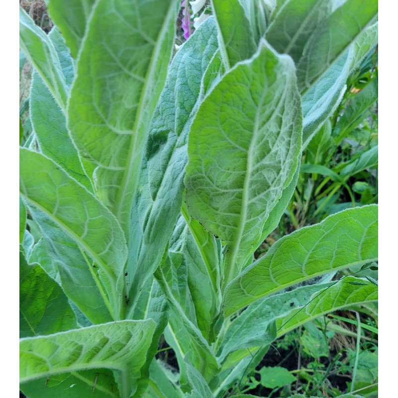 Generic 1000 Great Mullein Seeds (Verbascum Thapsus)