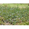 Wild Blueberry Powder, Bart 'n' Lainy's 100% Pure Canadian Wild