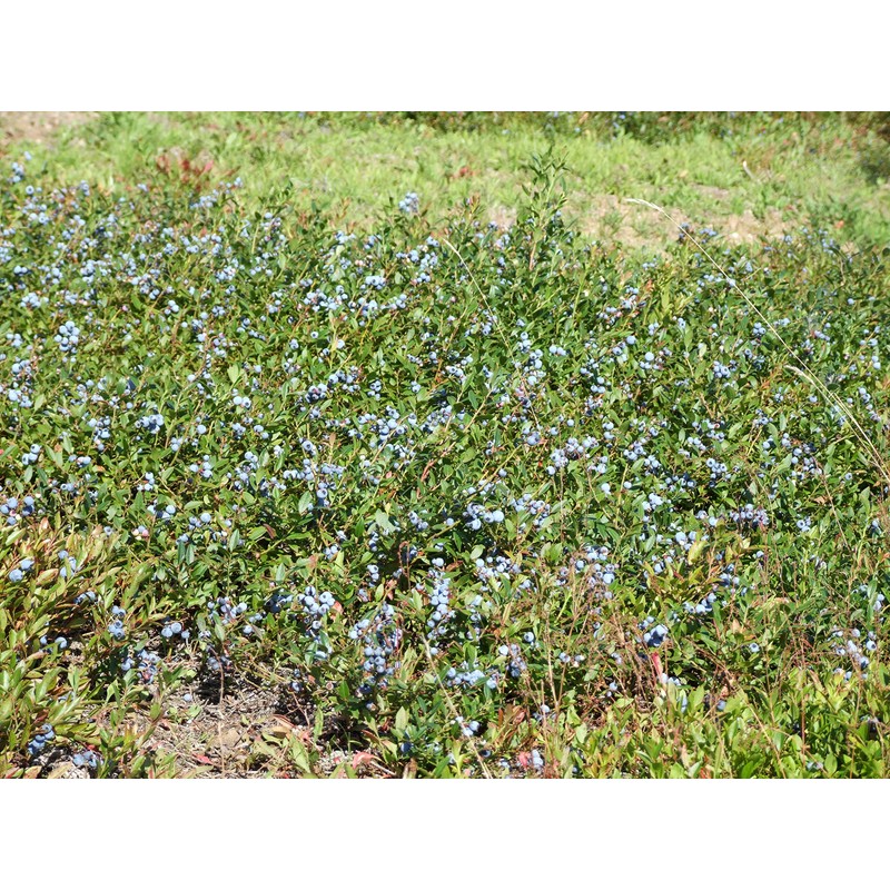 Wild Blueberry Powder, Bart 'n' Lainy's 100% Pure Canadian Wild