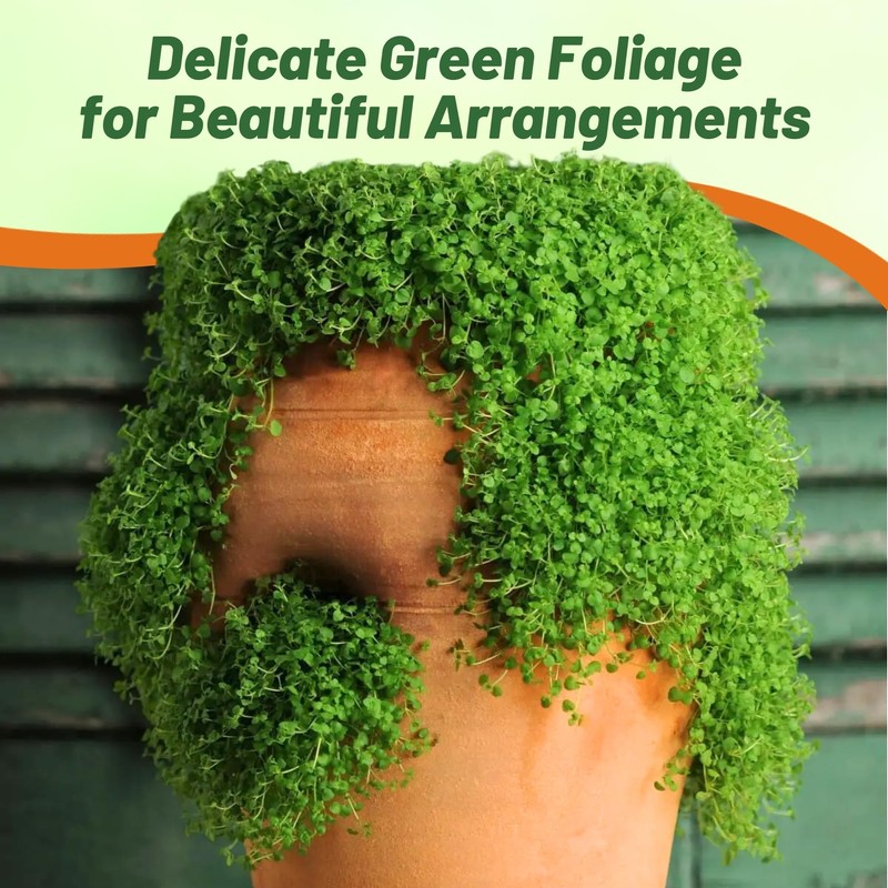 Outsidepride Mentha Corsican Mini Mint Seeds for Planting - 25