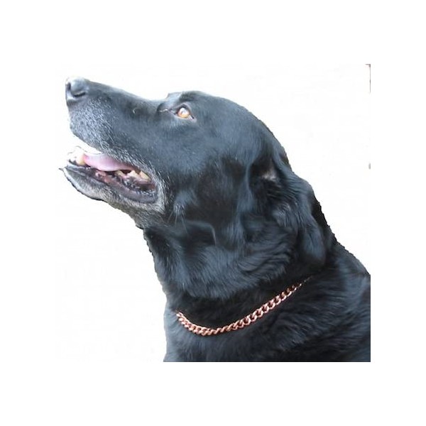 ProExl Copper Magnetic Therapy Dog Collars Made to Measure in Solid Copper with Magnets