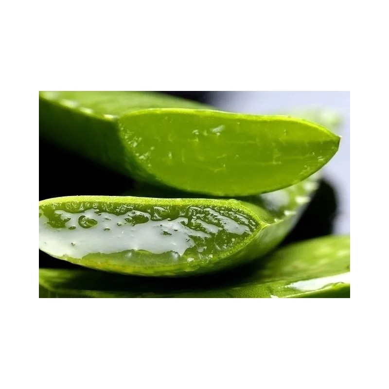 Gel Aloe Vera Sabila 500 Gramos Tipo de envase POLIETILENO