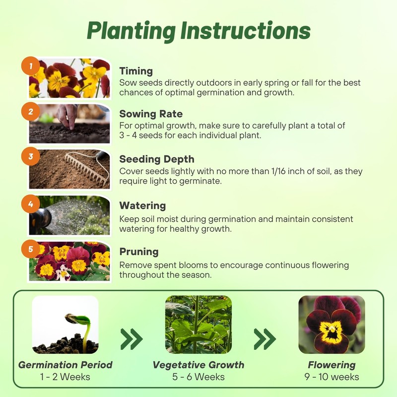 Outsidepride Bambini Mix Viola Pansy Seeds for Planting - 1000