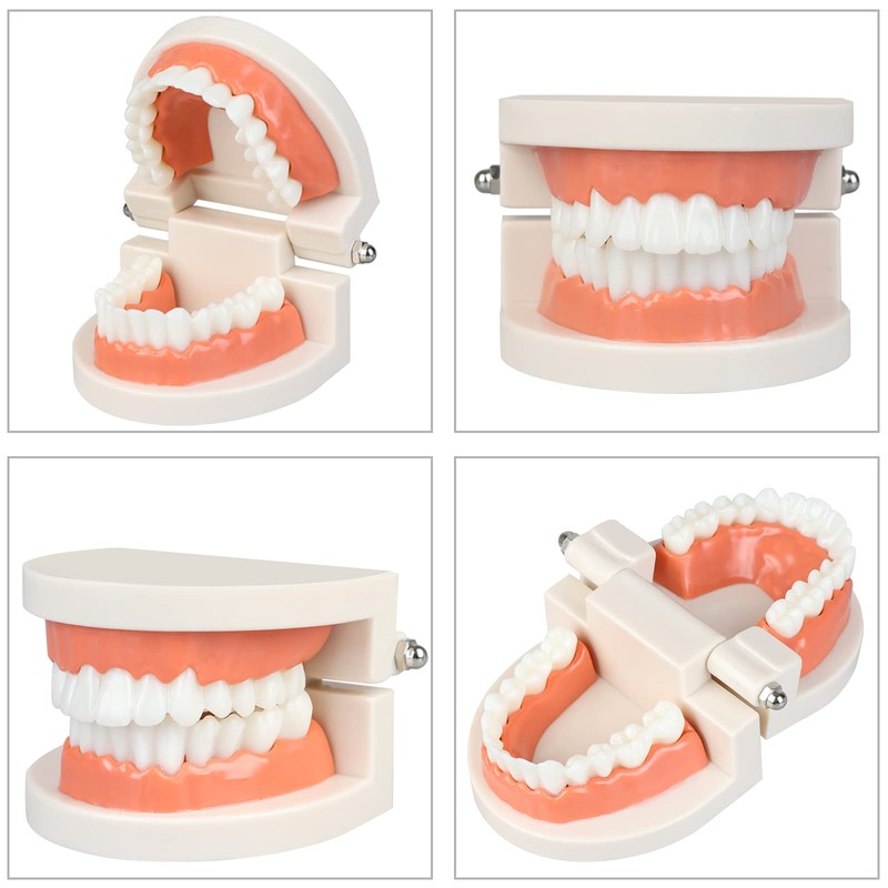 Diyiming 2Pcs Standard Teeth Model Dental Care Model, Child Brushing
