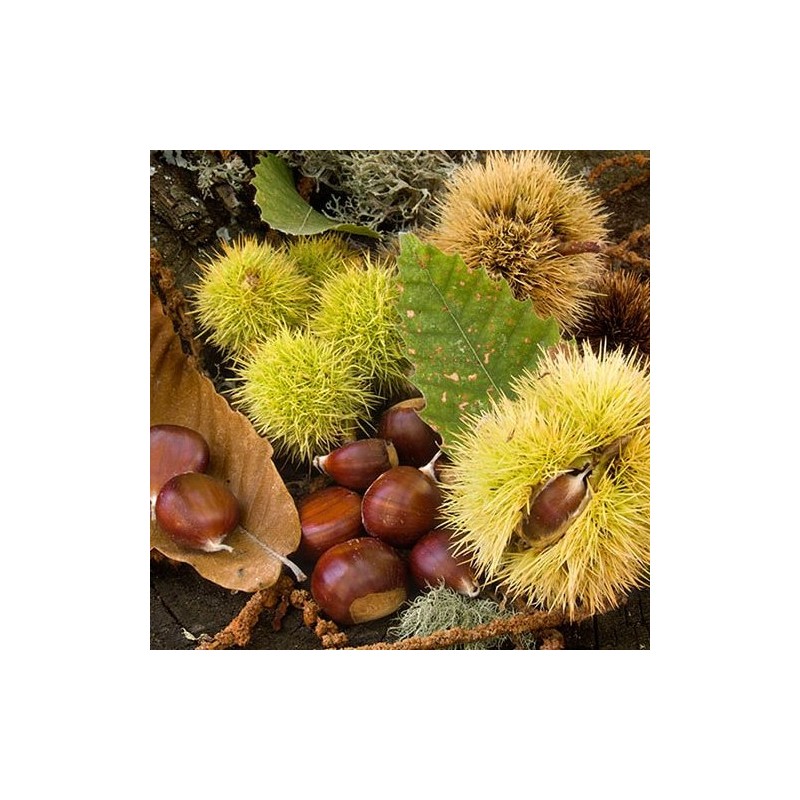 Clement Faugier Marrons Tube cream, 78 g