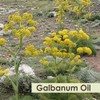 Crysalis Crysalis Galbanum (Tetrapleura Tetraptera) Oil - 1.69 Fl Oz