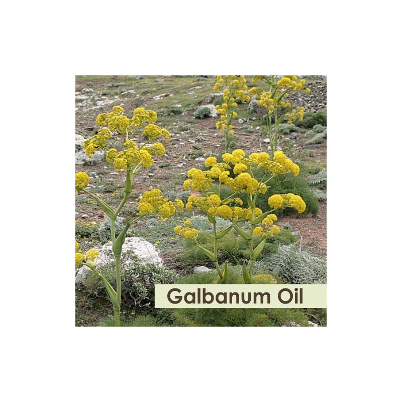 Crysalis Crysalis Galbanum (Tetrapleura Tetraptera) Oil - 1.69 Fl Oz