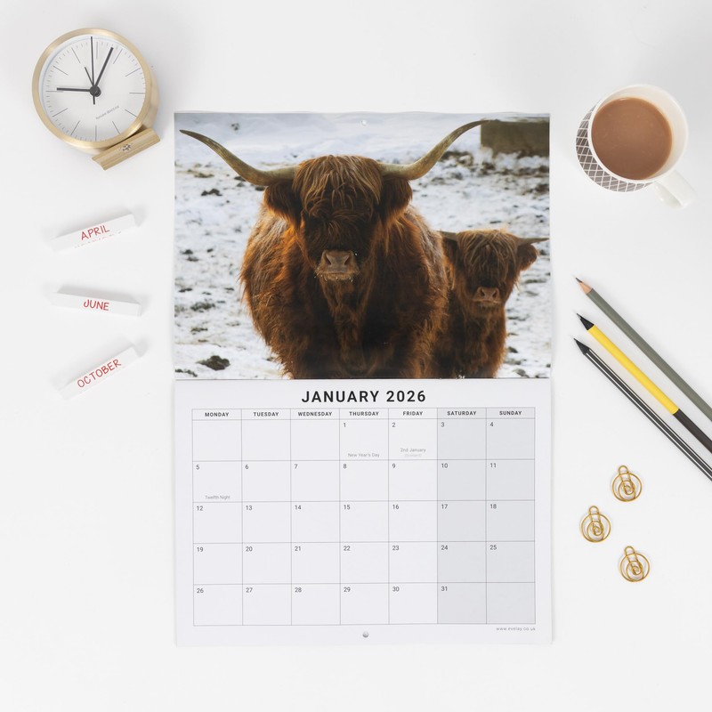 evelay 2026 A4 Highland Cow Calendar Month to View A3